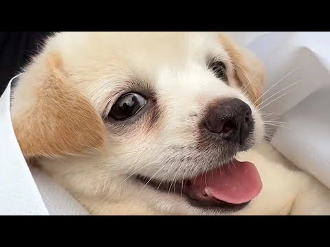 Видео: Спасенный бездомный щенок наконец-то нашел любящий дом!