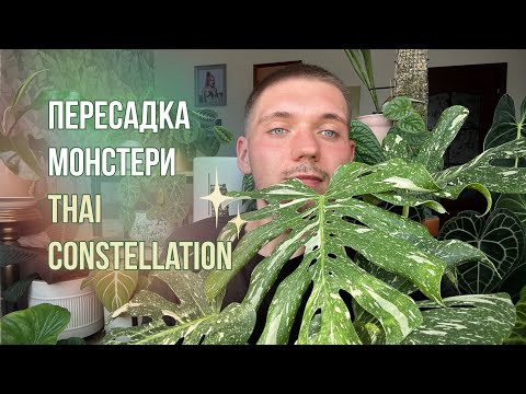 Видео: МОНСТЕРА ТАЙСЬКЕ СУЗІР'Я / Monstera THAI CONSTELLATION. Догляд та пересадка