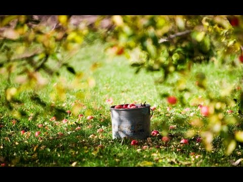 Видео: Вячаслаў Адамчык "Салодкія яблыкі". Глава 1.