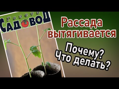 Видео: РАССАДА ВЫТЯГИВАЕТСЯ. Почему? Что делать?