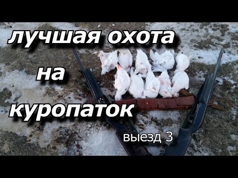 Видео: лучшая охота на куропаток  выезд 3