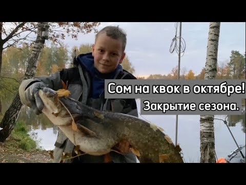 Видео: Сом на квок в октябре! Закрытие сезона.
