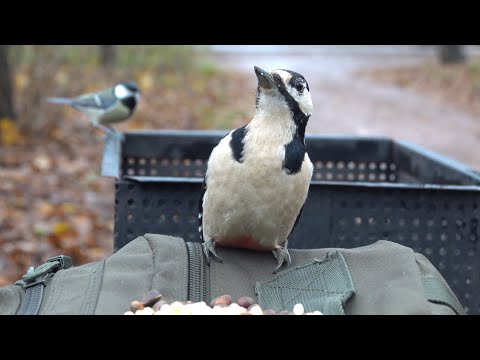 Видео: Голодный дятел. Зарисовка / The hungry woodpecker. The sketch
