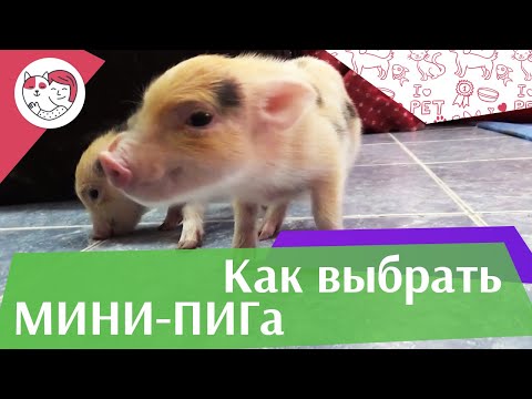 Видео: 5 правил выбора мини-пига на ilikepet