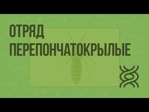 Видео: Отряд Перепончатокрылые. Видеоурок по биологии 7 класс