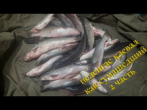 Видео: В этот раз  пеленгас клевал , как сумашедший. Обзор новых снастей, новых шаматов. 2 часть.