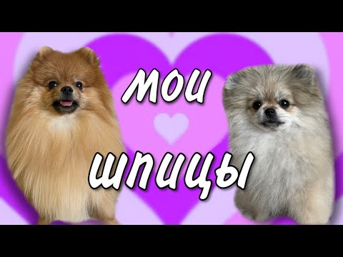 Видео: Мой день со шпицами ДОСТИЖЕНИЯ И ПРОМАХИ 🐶🐾