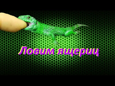 Видео: Как ловить ящерицу / большая охота на ящериц 2 / яшперица