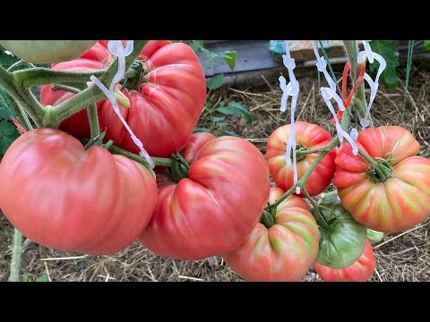 Видео: Сортовые коллекционные томаты в теплице. Урожайные и вкусные. Часть вторая.