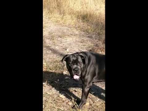 Видео: кане-корсо. мать и сын