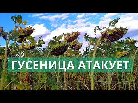 Видео: ОБЗОР ПОДСОЛНУХОВ  АРИЗОНА  КУПАВА КОНСТАНТИН!!! ГУСЕНИЦА И ЗАРАЗИХА НА ПОДСОЛНУХУ!!!