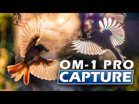 Видео: Настройки Pro Capture OM-1 | Фотосъёмка птиц в полёте
