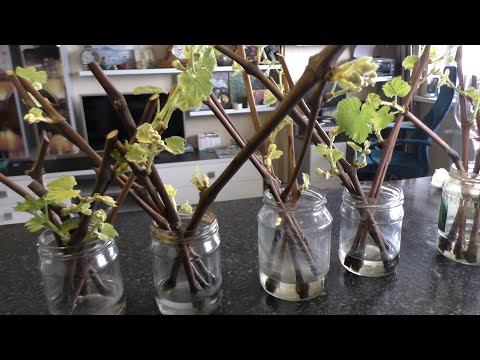 Видео: 10 фактов об укоренении черенков винограда которые нужно знать каждому