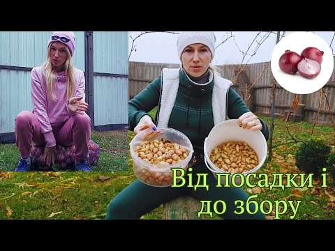 Видео: Озима посадка цибулі