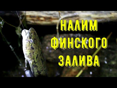 Видео: ОСЕННИЙ НАЛИМ ФИНСКОГО ЗАЛИВА! Или как не утонуть в потоп!!!