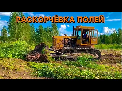 Видео: Раскорчёвка полей на тракторе Т-170. Восстановление пахотных земель.