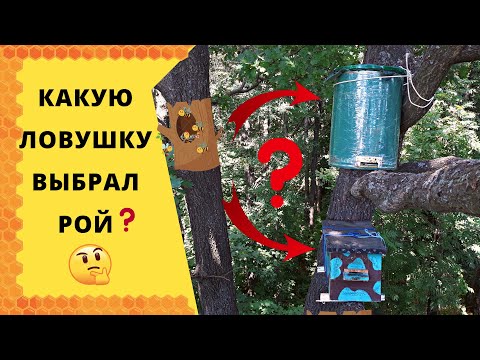 Видео: КАКУЮ ЛОВУШКУ ВЫБРАЛ РОЙ?