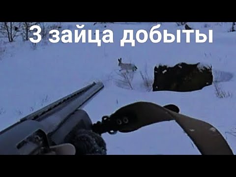Видео: Охота на зайца . Супер закрытие получилось!!!