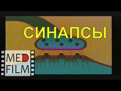 Видео: Синапсы, академик К.В.Судаков © Synapses