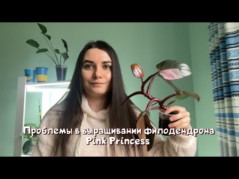 Видео: Проблемы в выращивании филодендрона Pink Princess.
