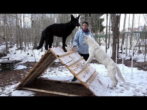 Видео: ДТ-12. Куда направить энергию собаки (часть 1).
