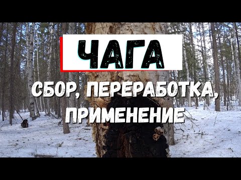 Видео: ЧАГА. Сбор, переработка, рецепты приготовления.