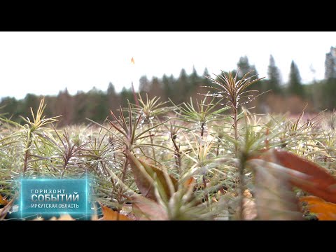 Видео: В 2025 году Иркутская область восстановит 122,6 тыс. га лесов. "ГОРИЗОНТ СОБЫТИЙ" от 31.10.2025