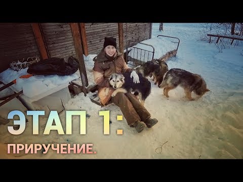 Видео: Приручить дикую собаку.