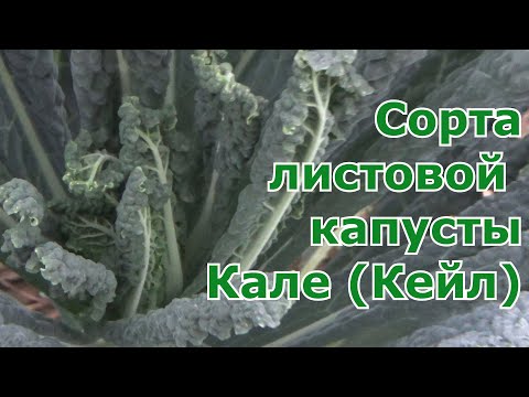 Видео: Разные сорта капусты Кале (Кейл) которые выращивала