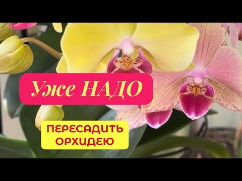 Видео: Почему назрела ПЕРЕСАДКА ОРХИДЕИ через 4 года ПОСЛЕ ПОКУПКИ?