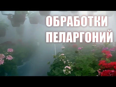 Видео: Обработки пеларгоний от болезней и вредителей. Баковые смеси - преимущества и особенности. 
