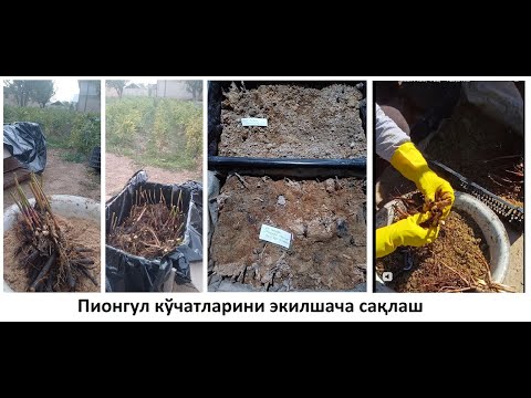 Видео: ПИОНГУЛ КУЧАТИНИ БУЛИШ ва ЭКИШГАЧА САКЛАШ ЖАРАЁНЛАРИ 11.10.2025 йил. #news #pion #flowers