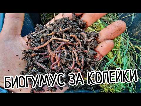 Видео: БИОГУМУС из отходов: Как ЧЕРВИ создают эко-удобрение за КОПЕЙКИ! Разведение червей! Мини-Ферма!