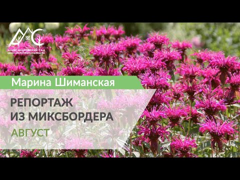 Видео: Репортаж из миксбордера.  4. Август