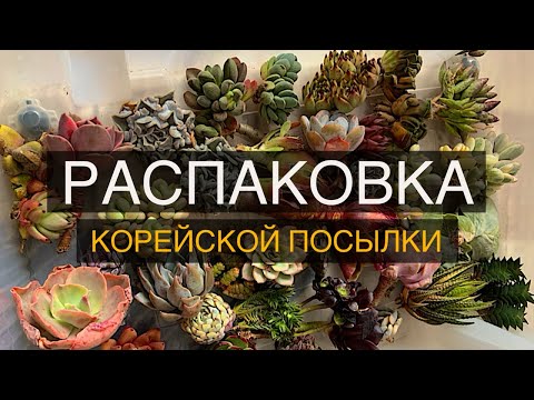 Видео: Распаковка суккулентов из Кореи 💌