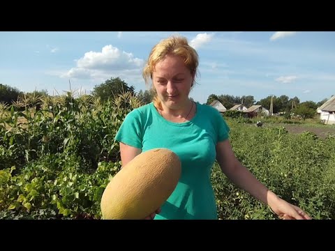 Видео: Такого врожаю динь та кавунів, ще не було/Працюємо збираємо, поливаємо