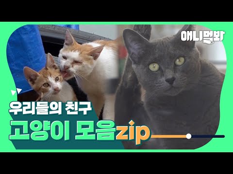 Видео: Наблюдайте за кошками, которые сблизились с людьми