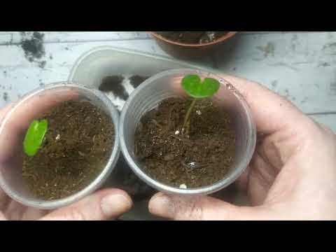 Видео: 🌸 Пересадка ПЕРВЫХ цикламенов, посеянных ЛЕТОМ. 🌸 Часть 4