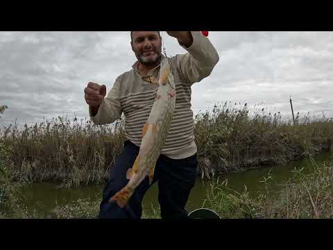 Видео: Shuka ovu#Durna ovu#Рыбалка на Шуку