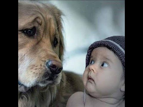 Видео: 🐕 Не бойся, я добрый! 😸 Смешное видео с собаками, кошками и котятами! 🐈