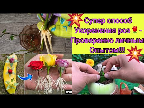 Видео: 💥Укоренение роз🌹💥! -СУПЕР способ из интернета😃! -Показываю результат💪💪!!! Смотрите и удивляйтесь😉👍👍👍