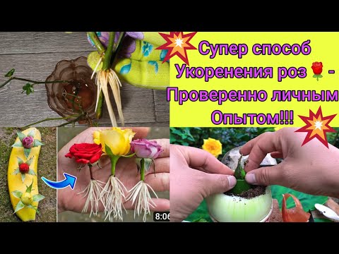 Видео: 💥Укоренение роз🌹💥! -СУПЕР способ из интернета😃! -Показываю результат💪💪!!! Смотрите и удивляйтесь😉👍👍👍