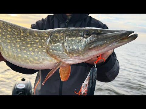 Видео: Попали на клев крупной щуки | Трофейная щука атакует новые приманки