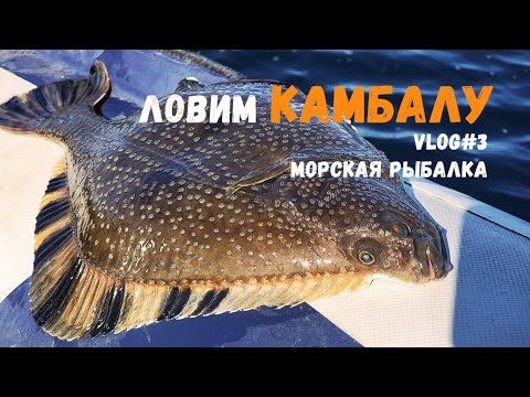 Видео: КАМБАЛА | Живое дно Охотского моря