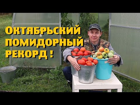 Видео: Собрали САМЫЙ БОЛЬШОЙ урожай помидоров!