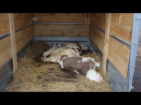 Видео: Купили дрищей на ферме. Что с ними стало через 1,5 месяца.