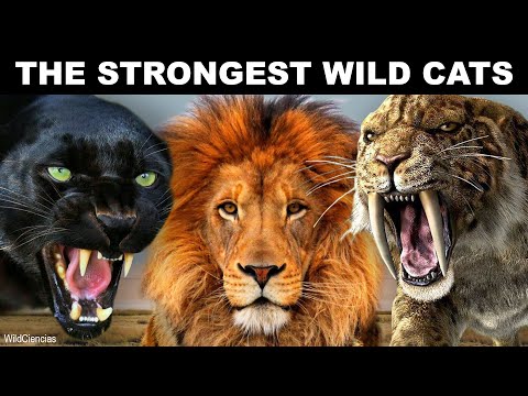 Видео: 10 самых сильных диких кошек, когда-либо существовавших