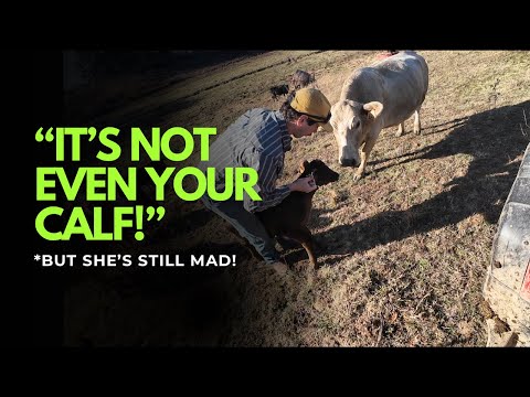 Видео: Одна сумасшедшая мама-корова... и это даже не ее теленок!!