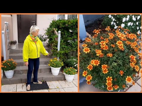 Видео: БИДЕНС - ЦВЕТОК без ХЛОПОТ.