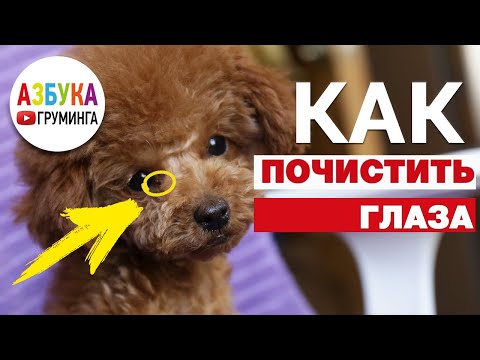 Видео: Как почистить глаза собаке и щенку?
